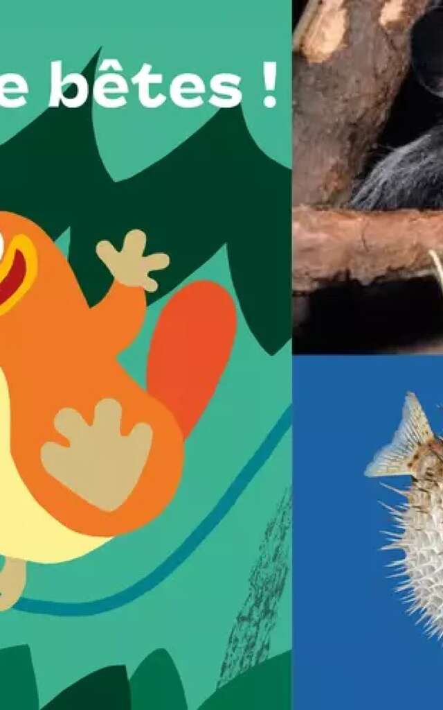 Exposition Drôles de bêtes !