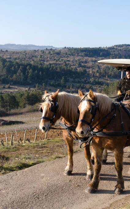 Attelage Beaune Passion