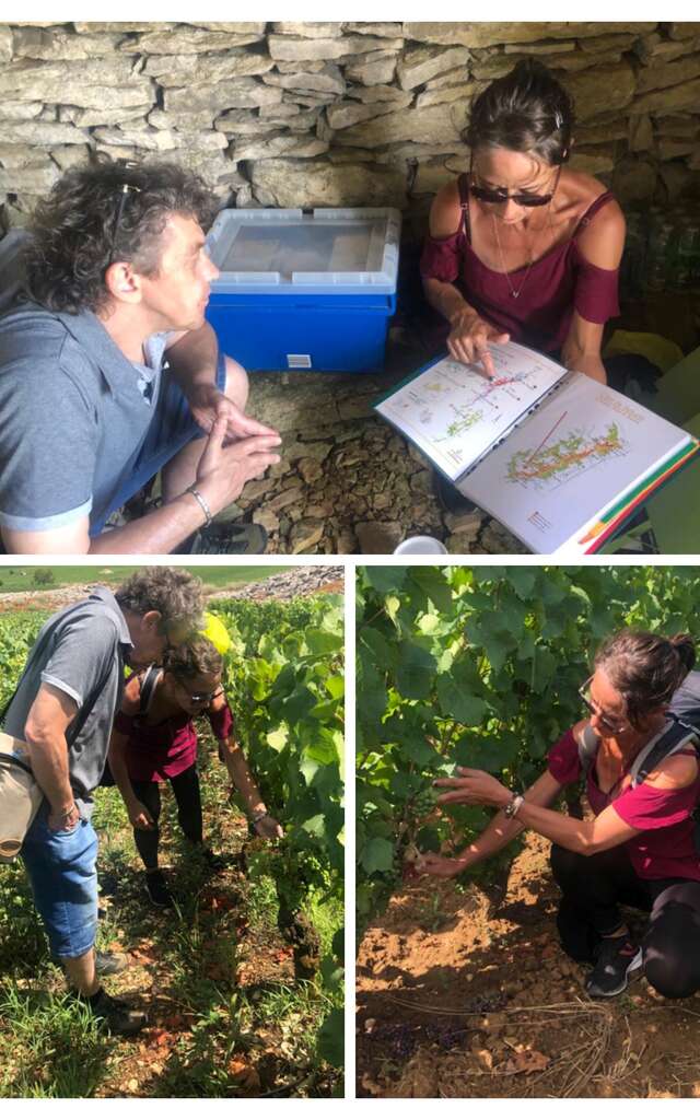Sur les pas du vigneron - Guide