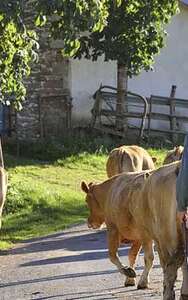 Visite de ferme du veau d'Aveyron et du Ségala