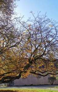 Sortie/atelier patrimoine et nature à l'ancienne Chartreuse de Rodez : land art