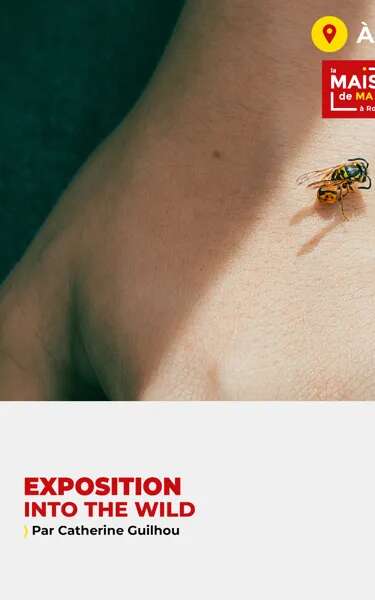Exposition photos "Into the wild"