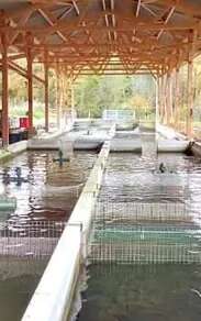 Pisciculture d'Estaing