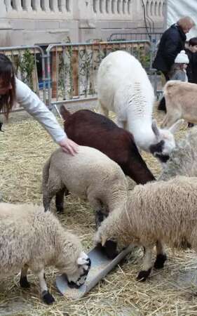 Festival Bonheurs d'Hiver - Mini-ferme