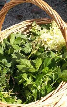 Atelier Cuillette et Herbier