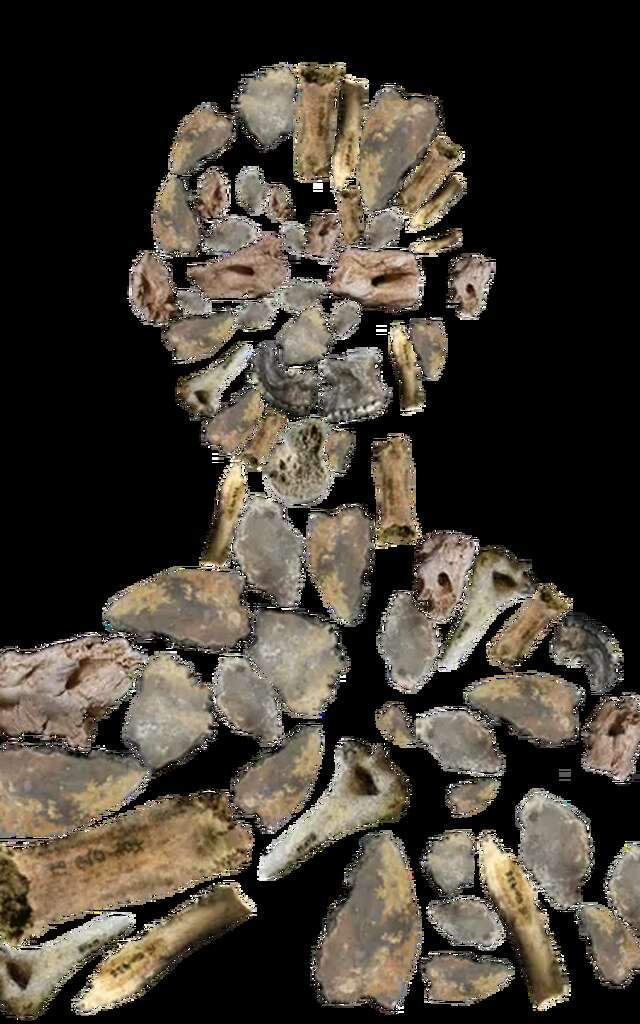 Conférence au musée Fenaille : "Des os aux individus : comment le projet Link redonne une identité aux défunts des dolmens de l'Aveyron"