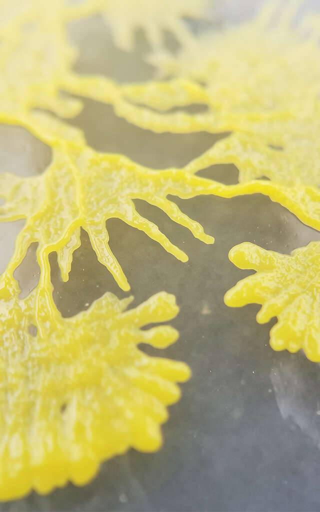 Orionis, Planétarium du Douaisis - Atelier Réveille ton blob