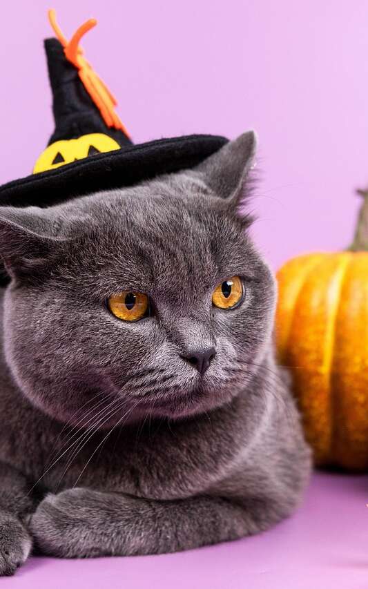 Halloween à la SAPAD - Refuge communautaire du Douaisis