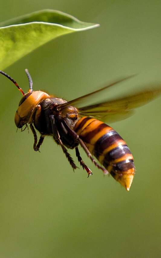 A la découverte du frelon à pattes jaunes !