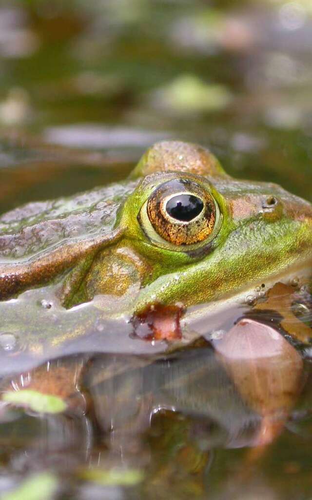Écosystèmes précieux
