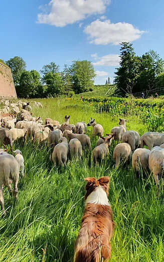 Restons groupés à Loisiparc