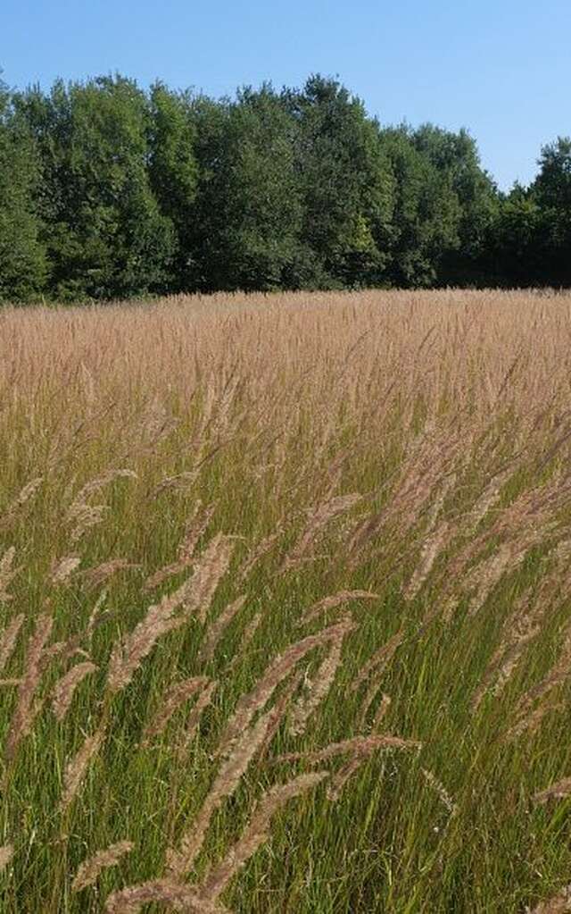 Conservatoire d'Espaces Naturels des Hauts de France - Il fait bon vivre à la Chaumière