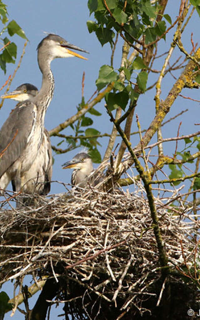 Les Rendez-vous Nature - Une héronnière...ça fait du bruit !