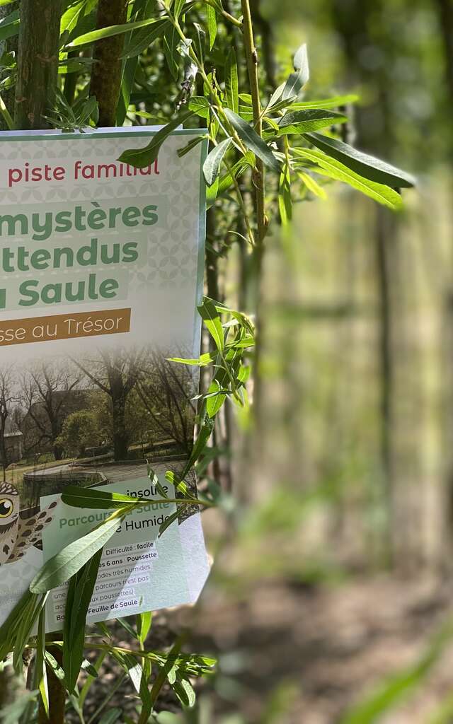 Les mystères inattendus du Saule