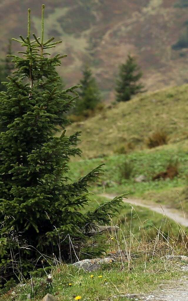 Le Chemin de Montaigne - GR®89 en Loire Forez