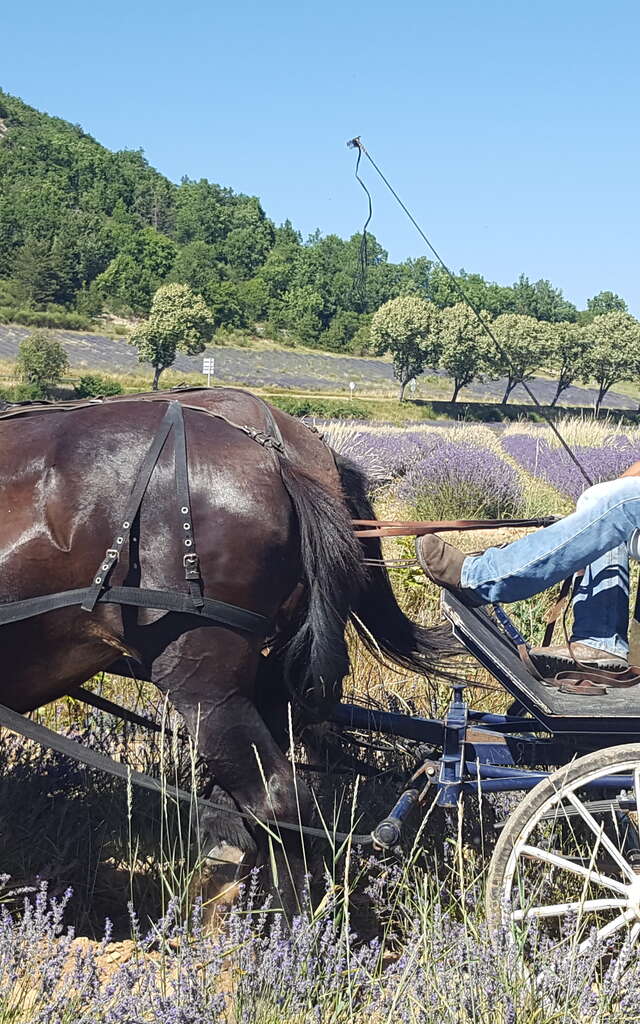 La mini ferme du Ventoux