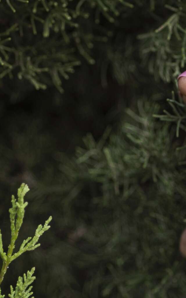 Merveilleux Noël des 4 saisons à Menton - Vente de sapins