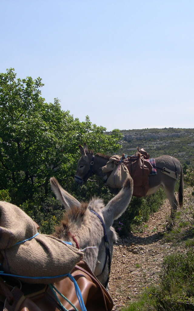 Balades avec les ânes de la Font de Mai