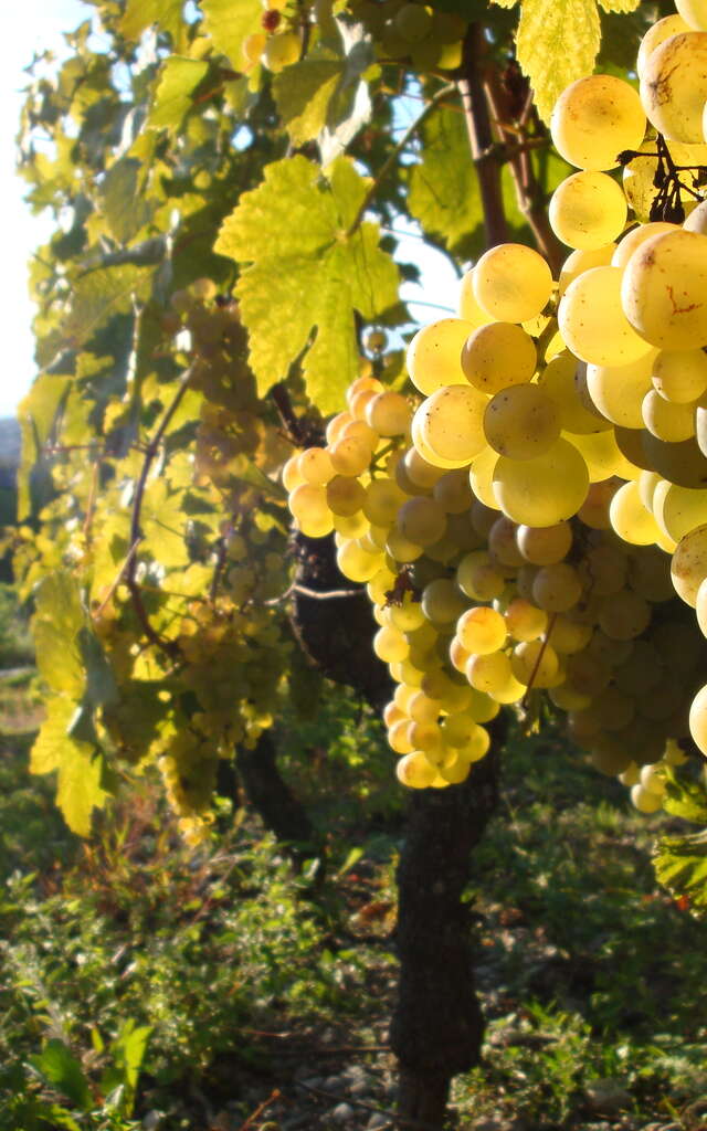 Domaine Delalex - la Grappe Dorée