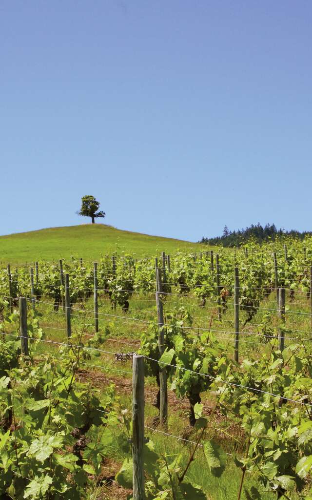 Balade La Clef des champs - Renaison
