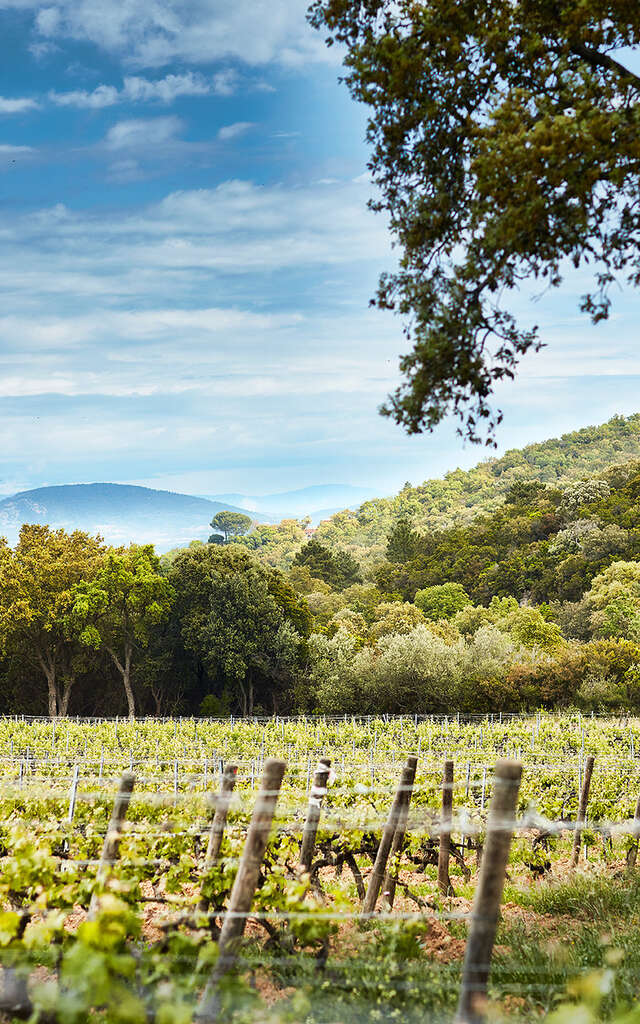 Visite de cave et dégustation de vins (agriculture Biologique)