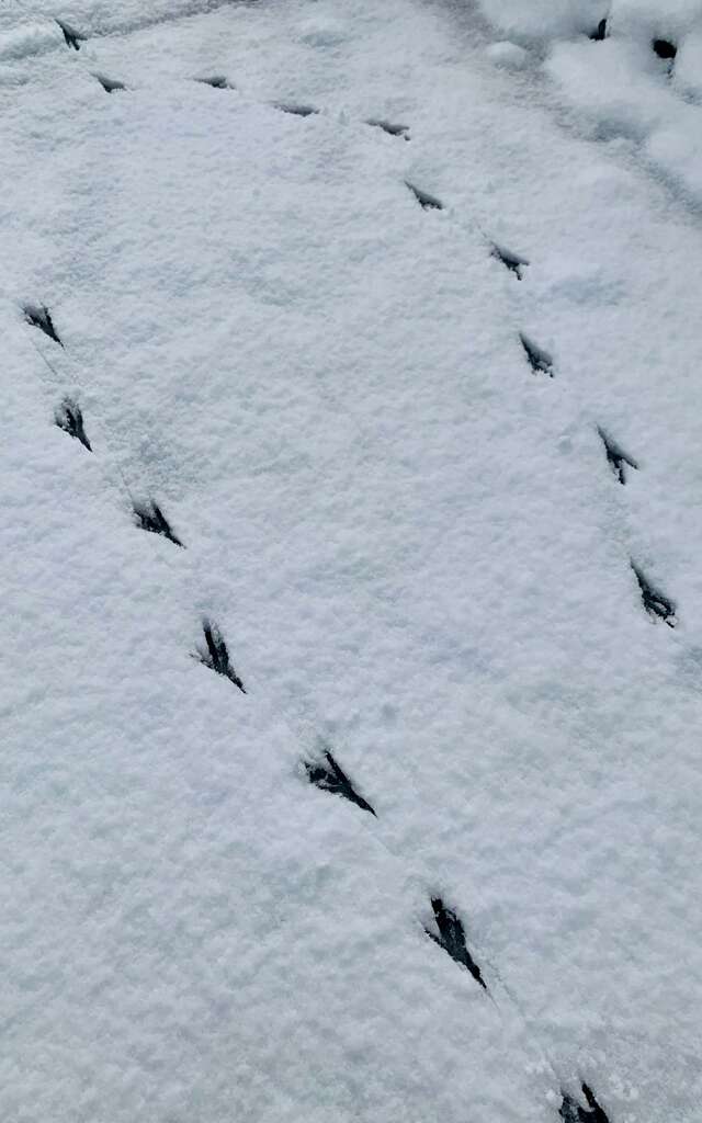 Raquettes et Oiseaux