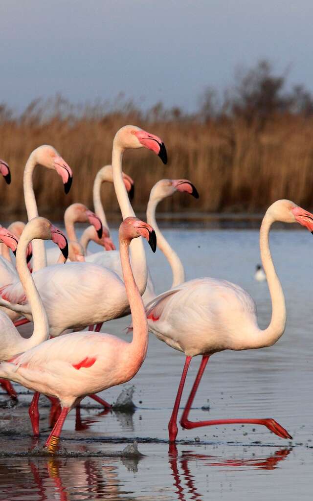 Parc Ornithologique de Pont de Gau