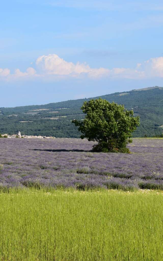 Distillerie Aroma'Plantes