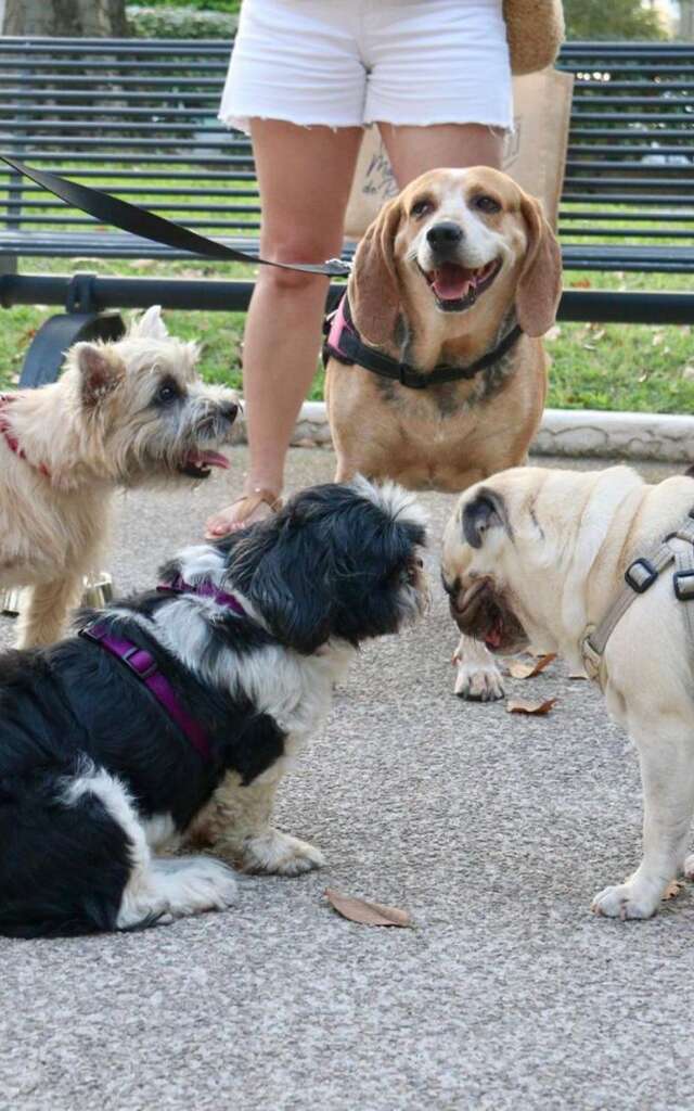 Dog Visit - Visite guidée gratuite avec son animal de compagnie