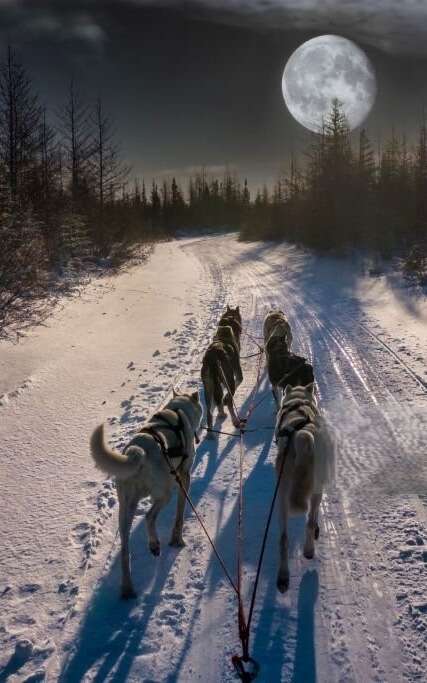 Sortie nocturne avec chiens de traineaux