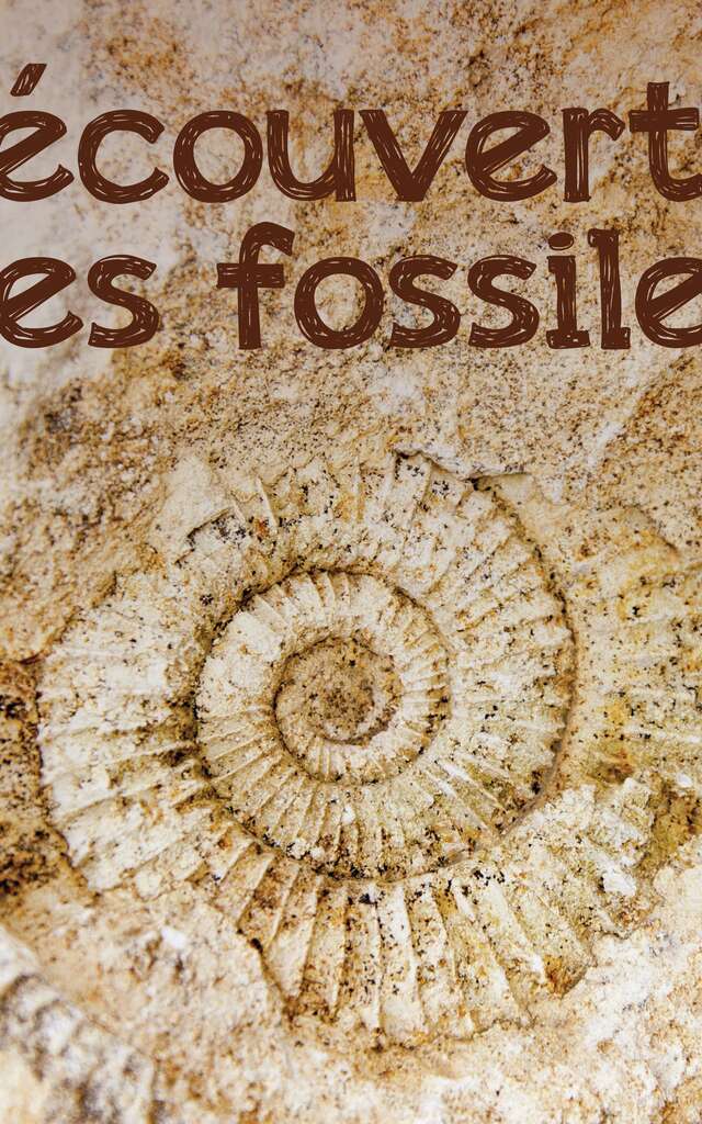 Découverte des fossiles