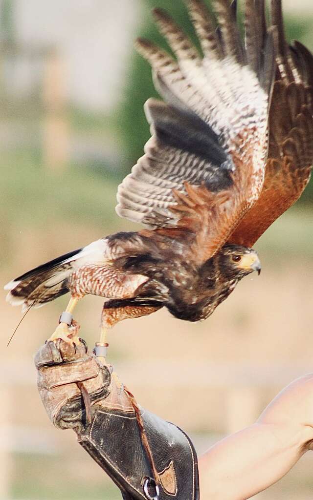 Explorez le monde fascinant des animaux rapaces