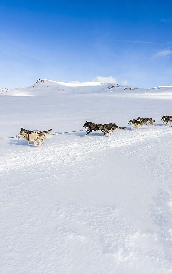 Auvergne Traîneau - Charlannes