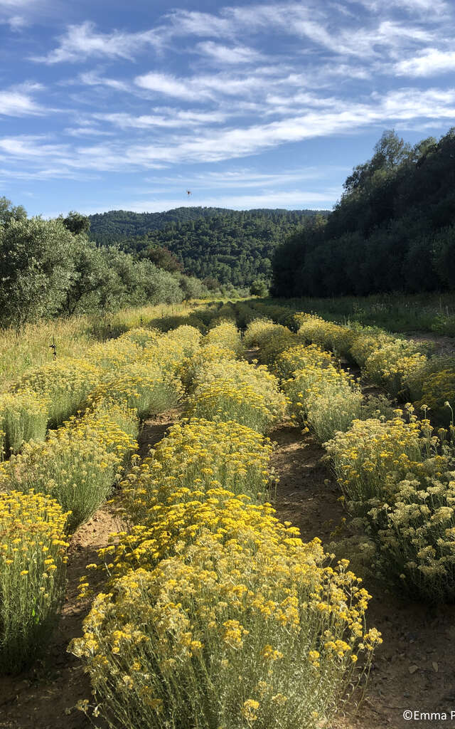 Domaine Théolier en Provence