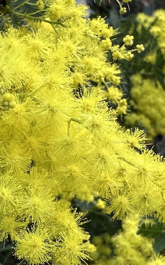 Visite thématique "L'Odyssée des Mimosas"