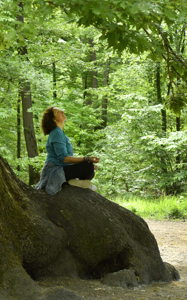 Les arbres remarquables en forêt de Saint-Germain
