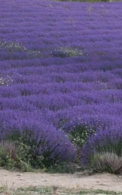 Ventoux Nature&Terroir