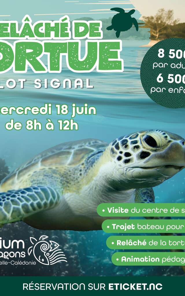 Relâché de tortue à l'îlot Signal