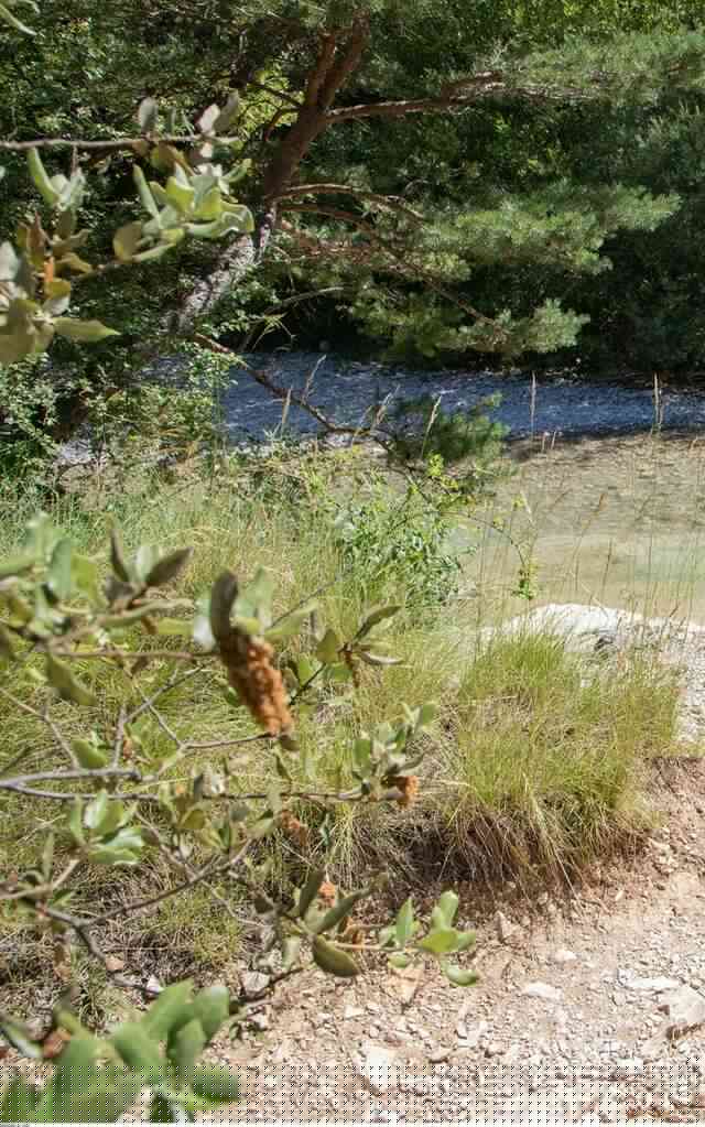 BRANTES - Plantes médicinales et toxiques