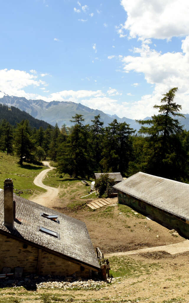 Alpage du Col du Tronc