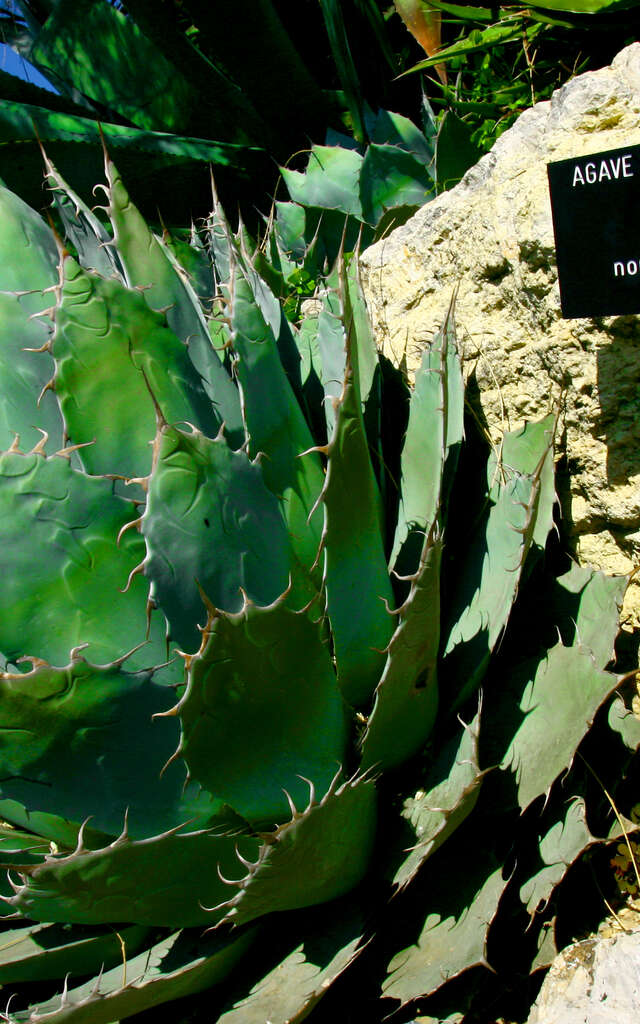 Jardin Botanique de Nice