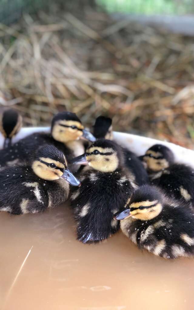 Un instant avec nos soigneurs - Domaine de la Dombes
