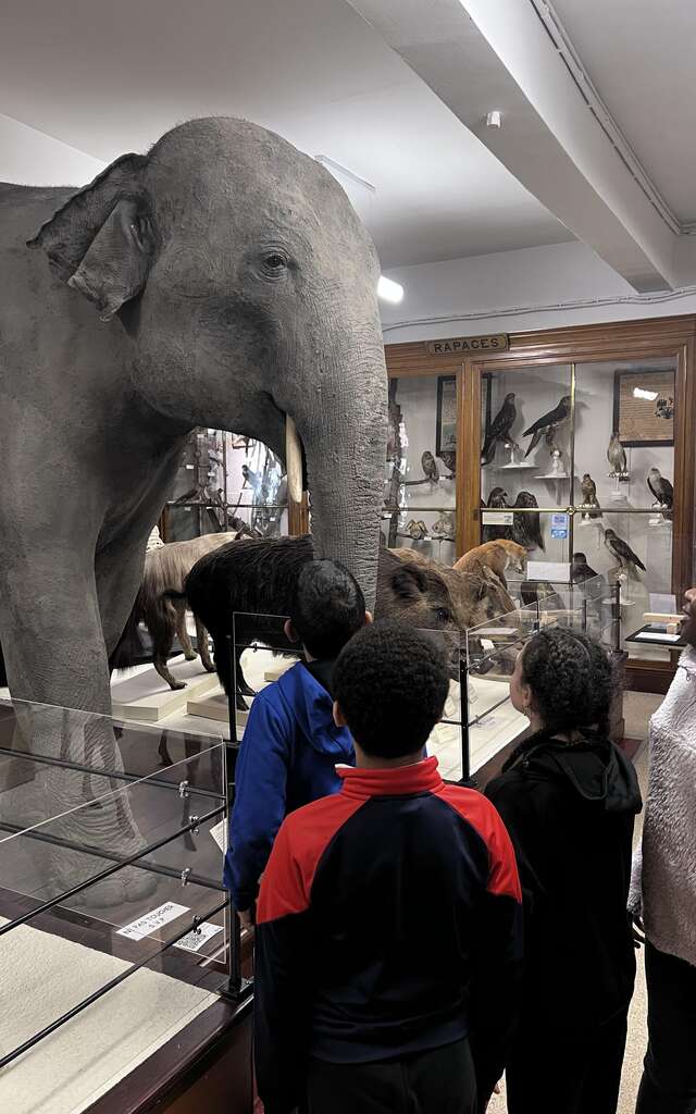 Atelier - Drôles de mammifères
