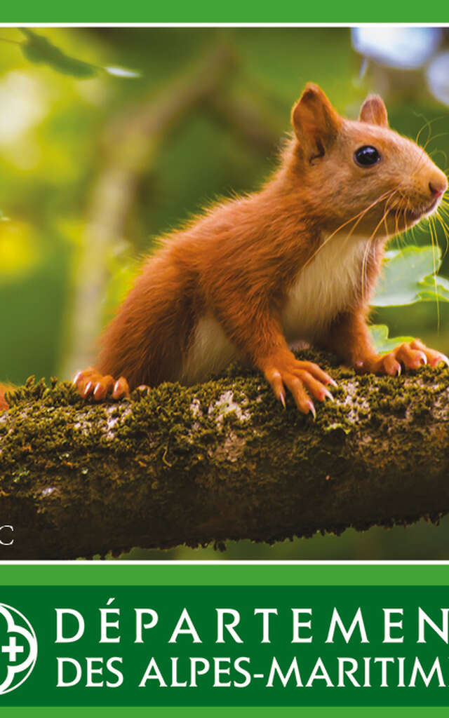 Animation nature " Traces et indices d'animaux "