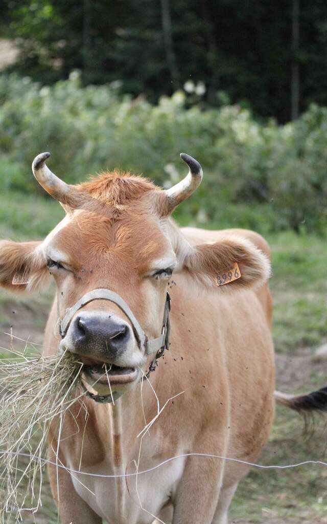 Ferme Les Délices de Belledonne - Glaces Caresse et Câline