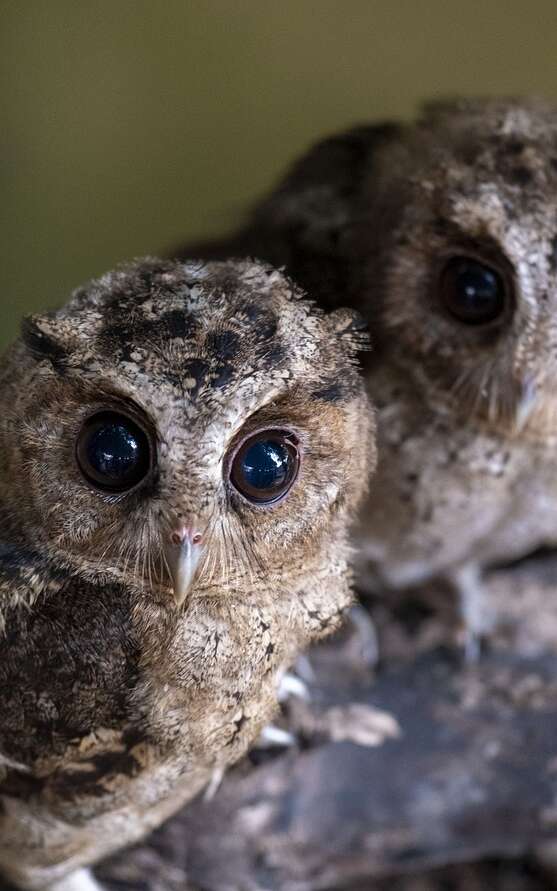 Pour les 4-7 ans : Les animaux de la nuit