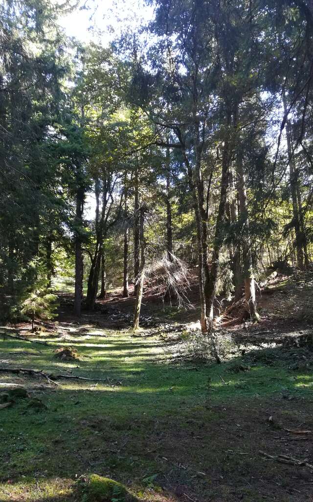 Activity "Forest Bath" with les Demoiselles du Plateau