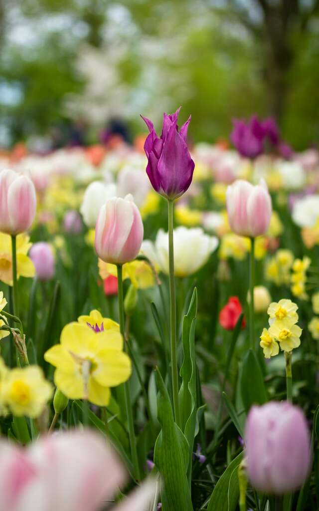 Très Vert Bulbes & Plantes