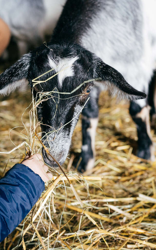 Vivez ma vie à la ferme, l’authenticité le jour, l’insolite la nuit