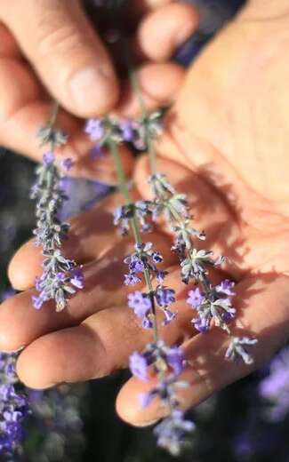 Explorez les bienfaits  des huiles essentielles